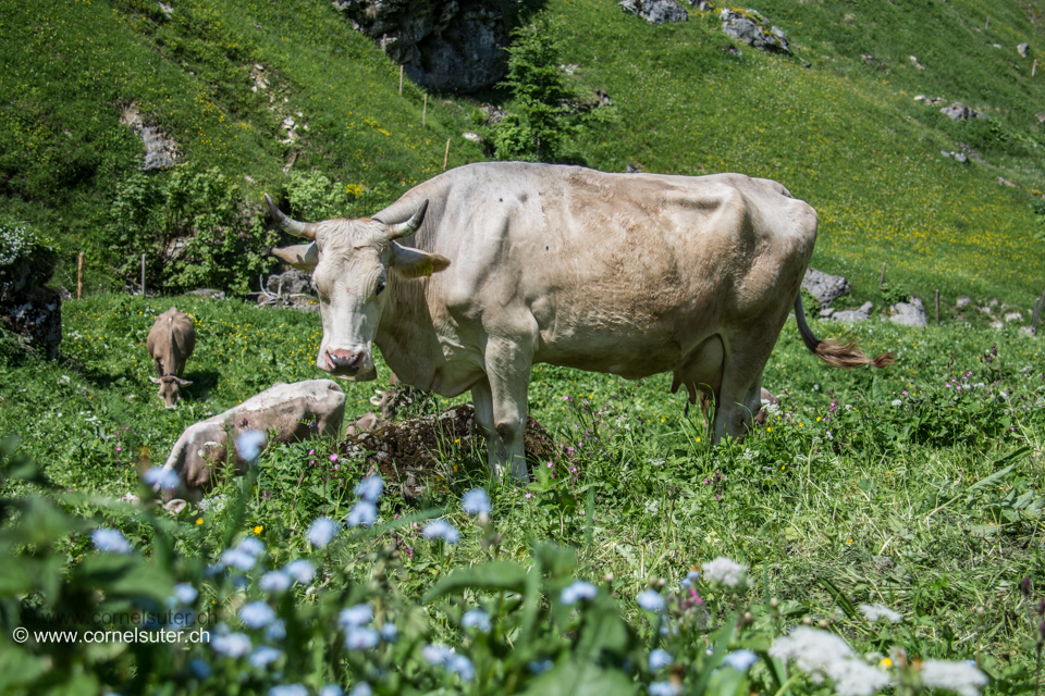 Nach der Tour ein Besuch im Muotathal auf unserer Alp Grindsblacken 1193m, Kuh mit Hörner sehr schön.