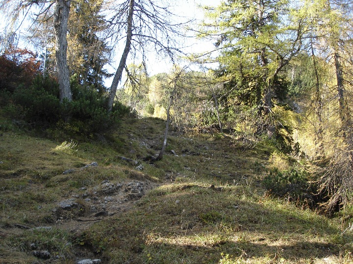 Schner Wanderweg im Nadelwald am Feldberg.